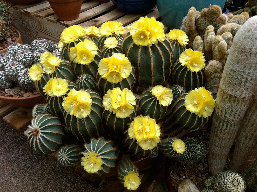 Cactus | B&B Cactus Farm