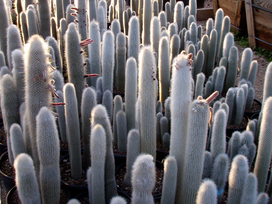 Cactus | B&B Cactus Farm