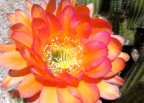 Trichocereus Hybrid - Embers