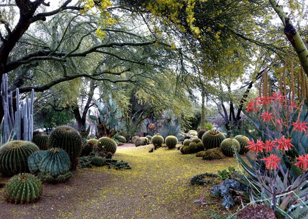 Cactus, Succulents, Desert Plants At B&B Cactus Farm | B&B Cactus Farm