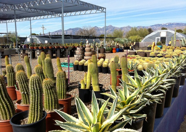 Cactus, Succulents, Desert Plants At B&B Cactus Farm | B&B Cactus Farm